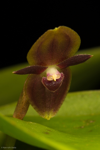 Pleurothallis phyllocardia, photograph 3