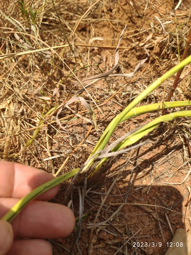 Drimia multisetosa