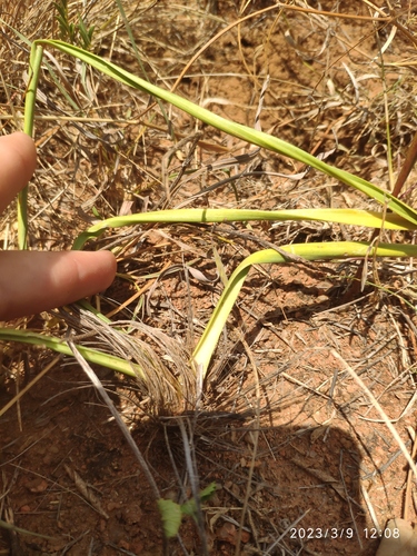 Drimia multisetosa