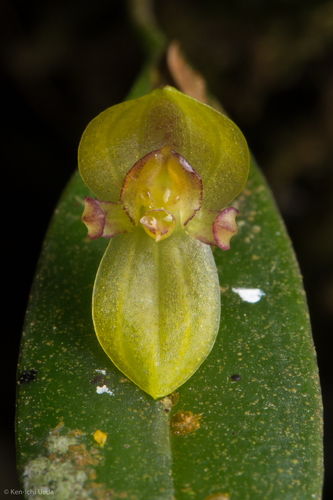 Pleurothallis dorotheae, photograph 2