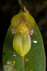 Image of Pleurothallis dorotheae