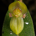 Pleurothallis dorotheae - Photo (c) Ken-ichi Ueda, algunos derechos reservados (CC BY), uploaded by Ken-ichi Ueda