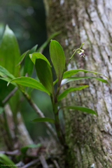 Epidendrum piliferum