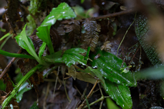 Malaxideae