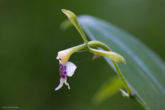 Epidendrum piliferum
