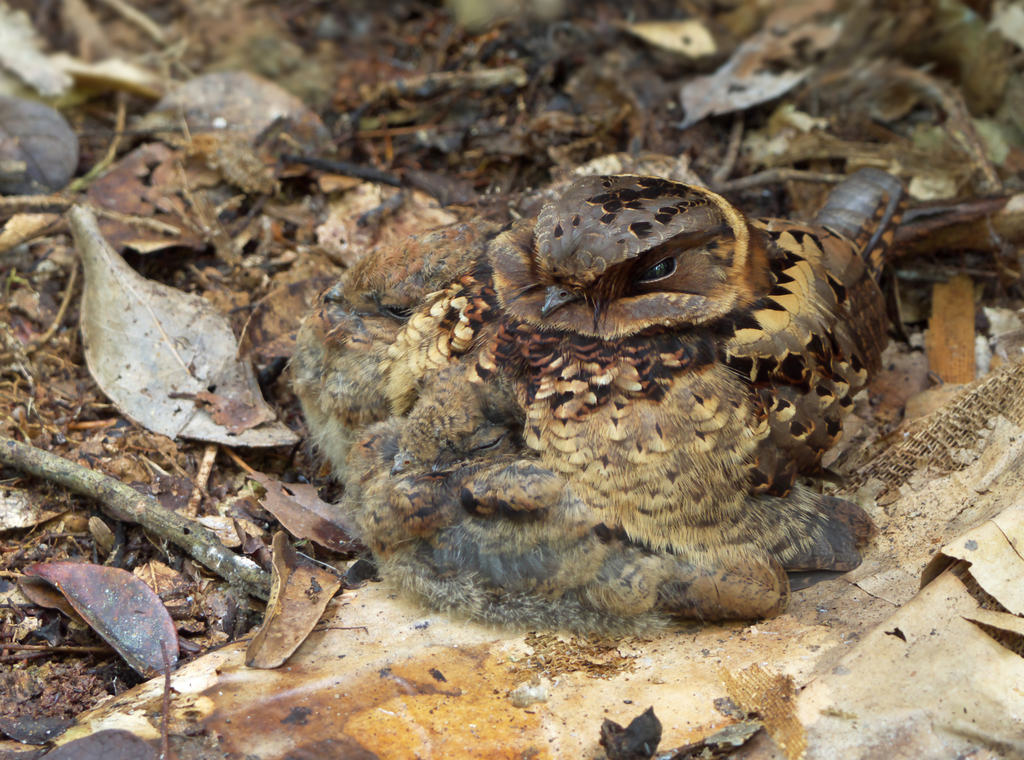 Collared Nightjar