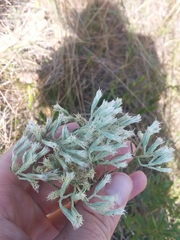 Eupatorium leucolepis