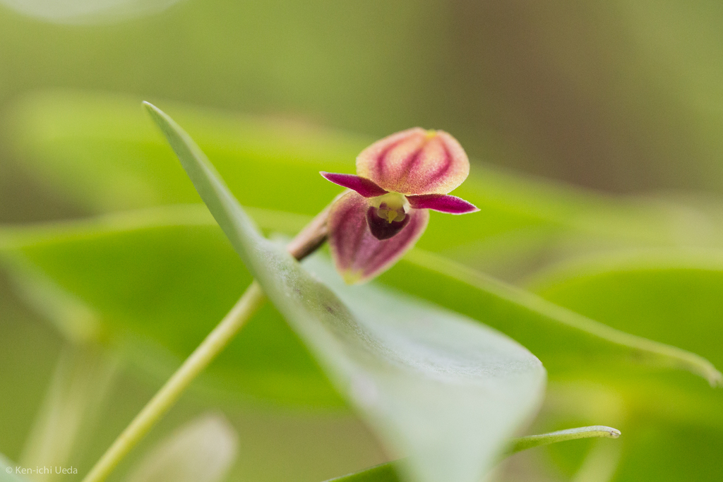 Pleurothallis phyllocardia