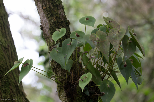 Pleurothallis phyllocardia, photograph 5