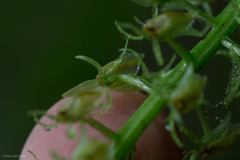 Malaxideae