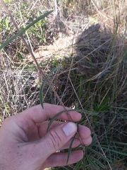 Eupatorium leucolepis