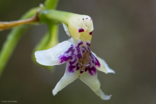 Epidendrum piliferum, photograph 5