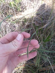 Eupatorium leucolepis
