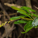 Specklinia costaricensis - Photo (c) Ken-ichi Ueda, some rights reserved (CC BY), uploaded by Ken-ichi Ueda