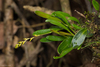 Specklinia costaricensis - Photo (c) Ken-ichi Ueda, some rights reserved (CC BY), uploaded by Ken-ichi Ueda