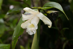 Sobralia luteola