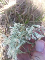 Eupatorium leucolepis