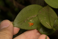 Lepanthes casasae