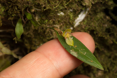 Pleurothallis dorotheae
