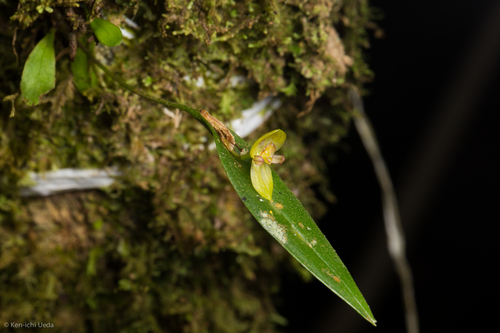 Pleurothallis dorotheae, photograph 3