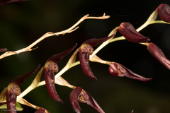 Stelis megachlamys
