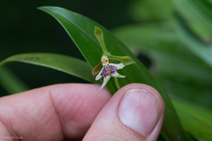 Epidendrum piliferum