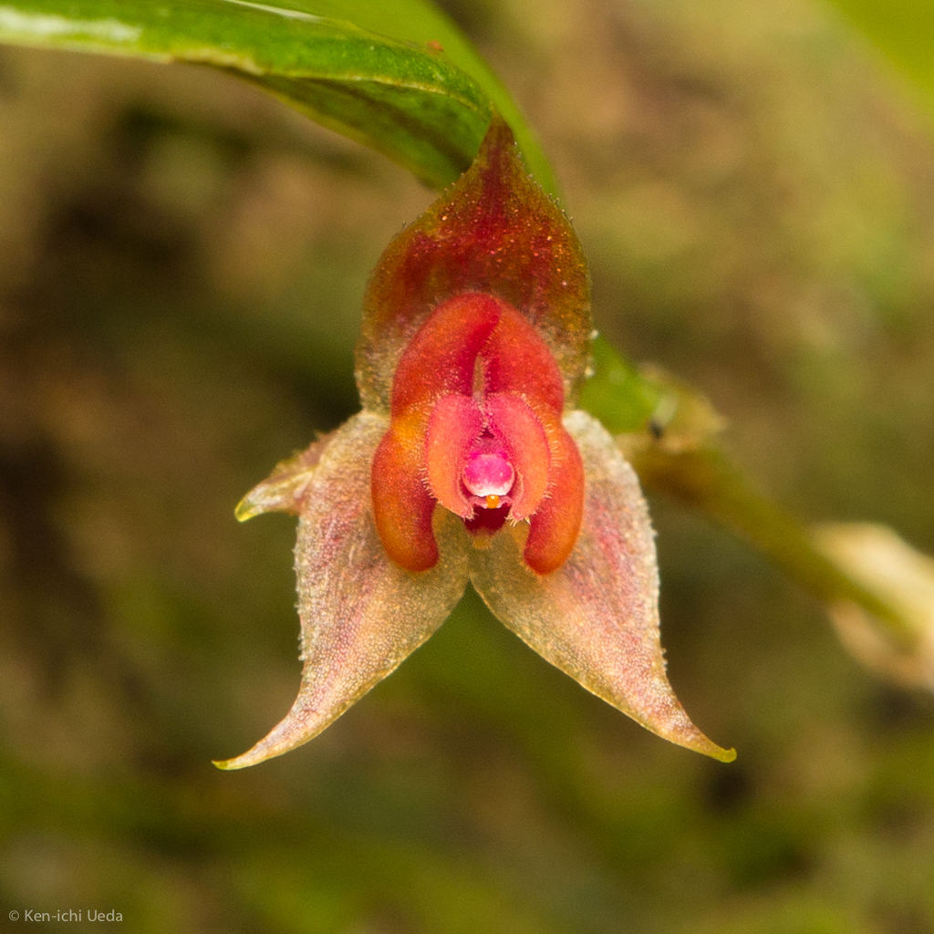 Lepanthes mentosa