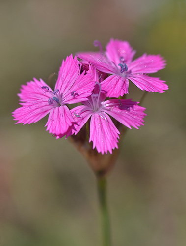 Dianthus ruprechtii