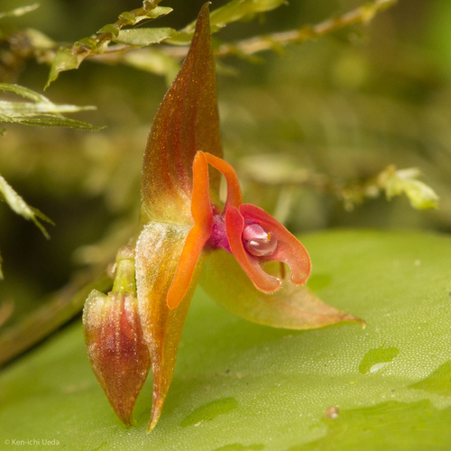 Monteverdensis Orchid
