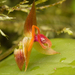 Lepanthes monteverdensis - Photo (c) Ken-ichi Ueda, some rights reserved (CC BY), uploaded by Ken-ichi Ueda