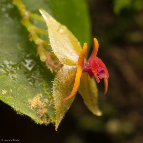 Falx-Bellica Orchid