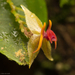 Lepanthes falx-bellica - Photo (c) Ken-ichi Ueda, some rights reserved (CC BY)