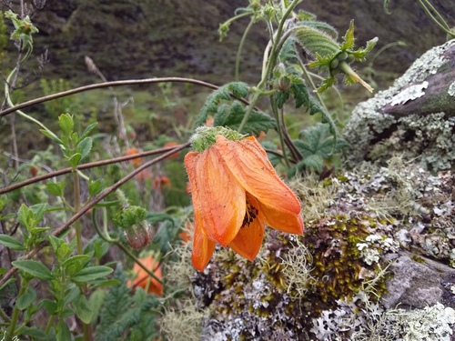Caiophora canarinoides (Caiophora canarinoides)