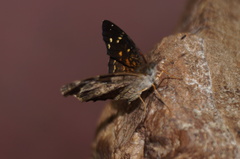 Anthanassa atronia