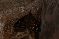 Anthanassa atronia