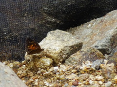 Anthanassa atronia