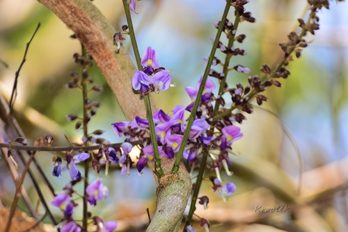 Candolle's Pueraria (Pueraria candollei)