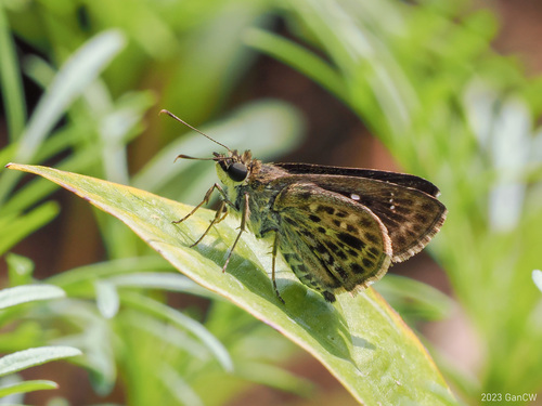 Sovia albipectus