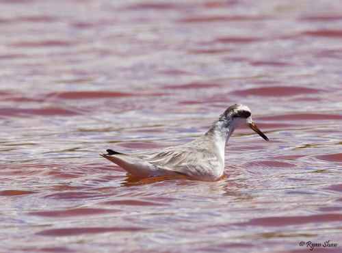 Phalaropus fulicarius observed 2009-03-08
