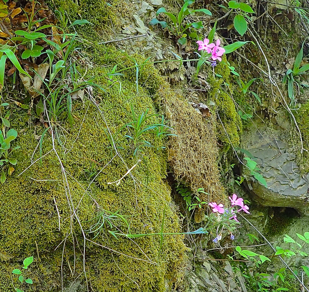 Swordleaf Phlox