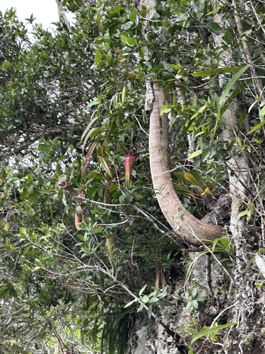 Nepenthes insignis