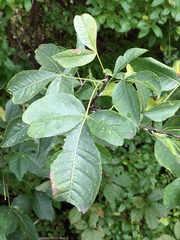 Ptelea trifoliata mollis