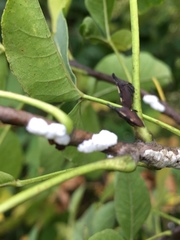 Ptelea trifoliata mollis