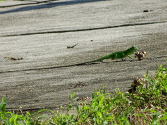 Ctenosaura pectinata