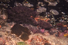 Plesiastrea versipora