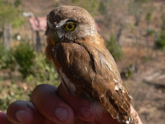 Glaucidium palmarum
