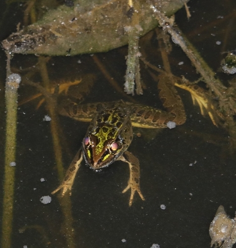 Dry Forest Leopard Frog, Lithobates forreri