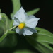 Solanum deflexum - Photo 由 Erick Noe Tapia Banda 所上傳的 (c) Erick Noe Tapia Banda，保留部份權利CC BY-NC