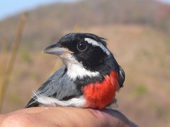 Granatellus venustus