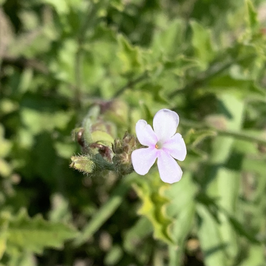 Priva africana